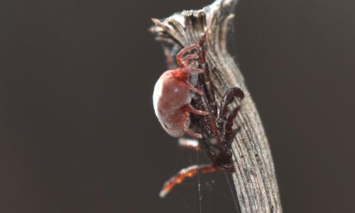 Réf. 329 099 : Allothrombium sp.